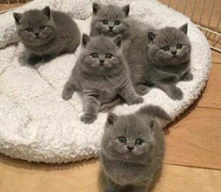 Плюшевые с документами котята, для Вас))