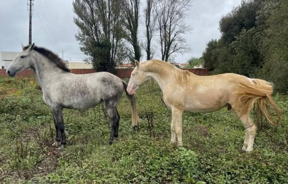 Poldros Isabel PSL Lusitano