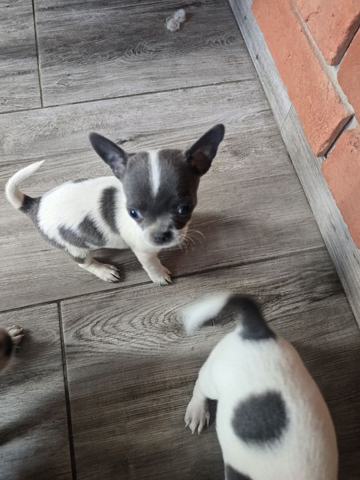 Chihuahua niebieskooka ,maleńkasunia