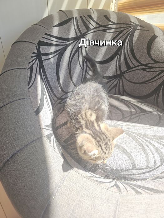 Кошенята в добрі руки