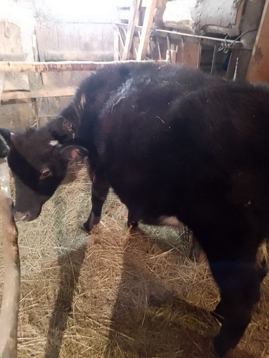 Продам гарну теличку