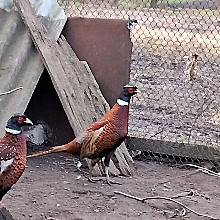 Фазани мисливські яйце 18 грн