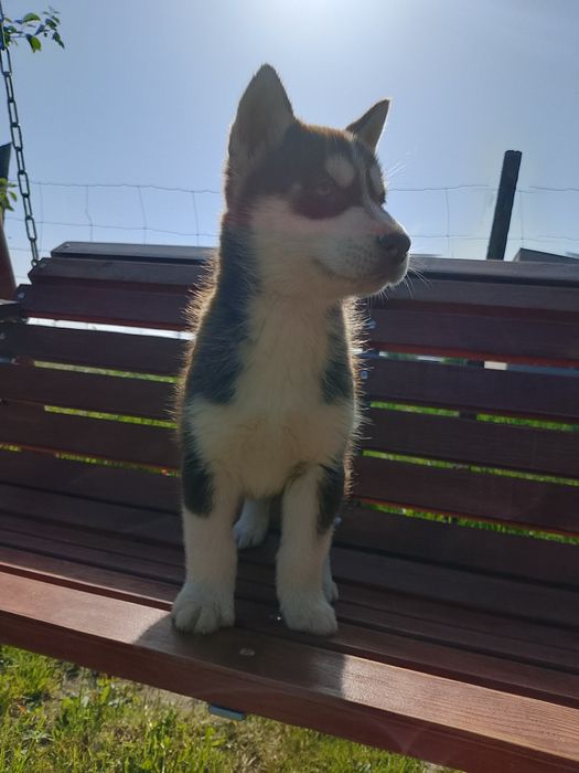 Szczeniak Syberian Husky
