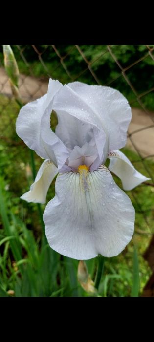 Іриси великорослі