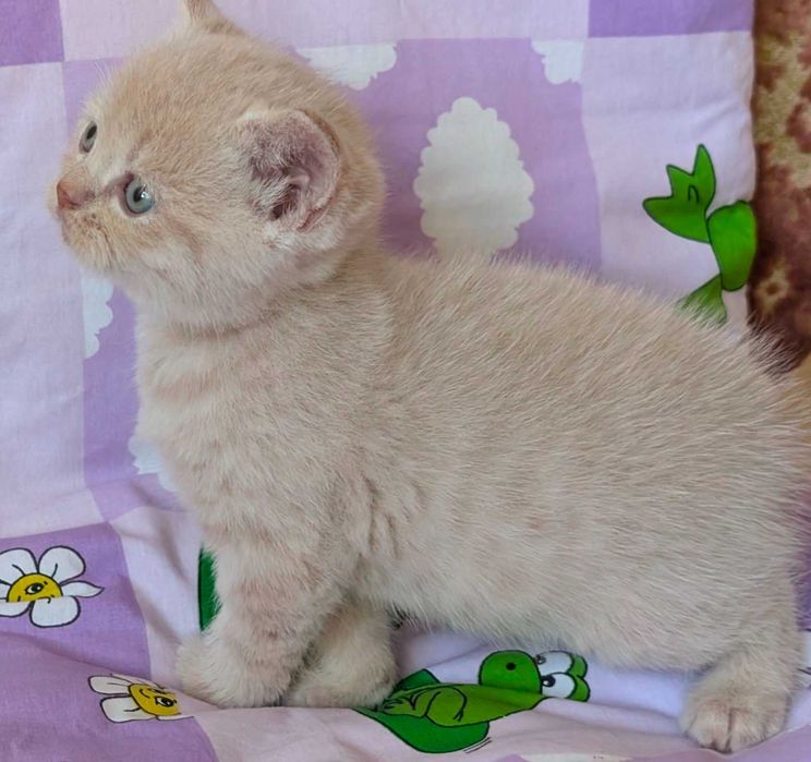 шикарний шотландський котик кремовий таббі