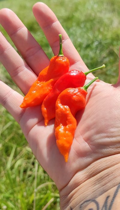 Carolina Reaper Amarela ,OFERTA Portes Envio