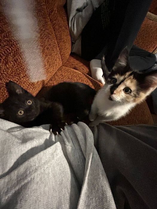 Małe kotki szukają nowego domu!