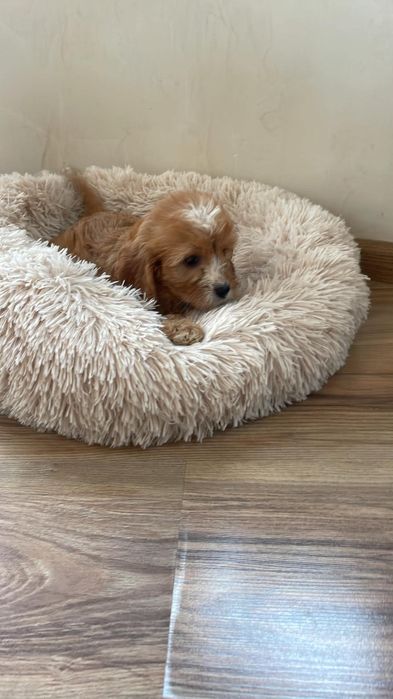 Cavapoo suczka gotowa do odbioru