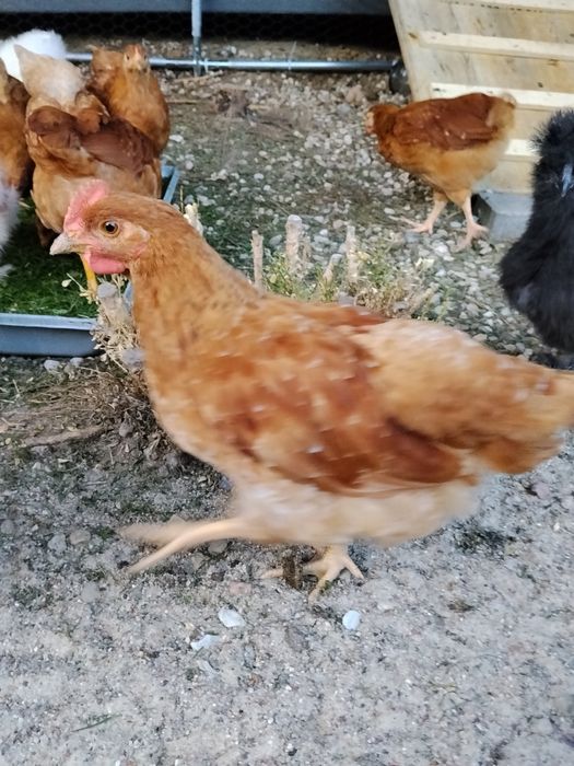Kogut Rossa 7 tygodni dostępne 4 sztuki