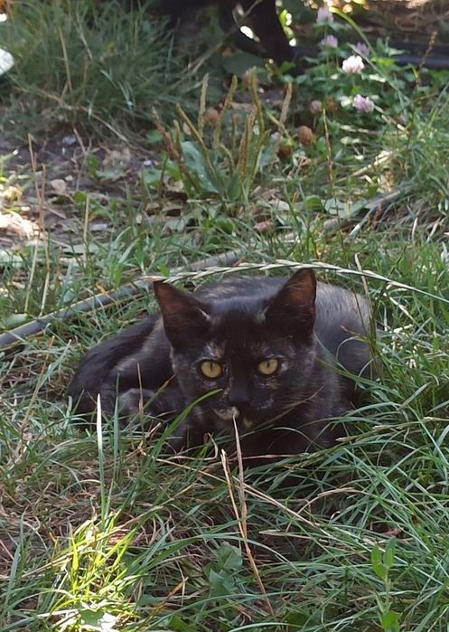 Котята котики отдам котенок девочка