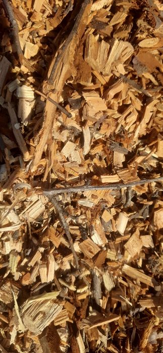 Тріска палина (щепа)