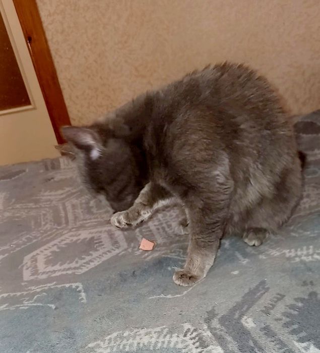 Кішечка стерелізована безкоштовно в добрі ручки