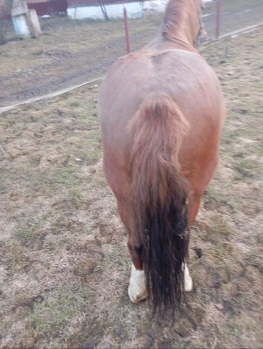 Продам добру кобилу