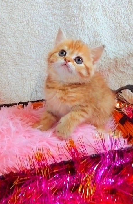 Девочка милашка шотландочка Ооочень добрая и ласковая