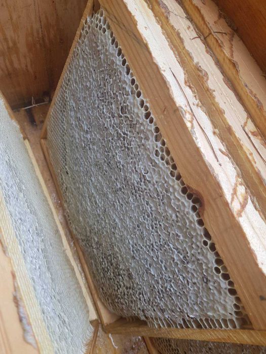 Продажі мед 2025. Пишіт