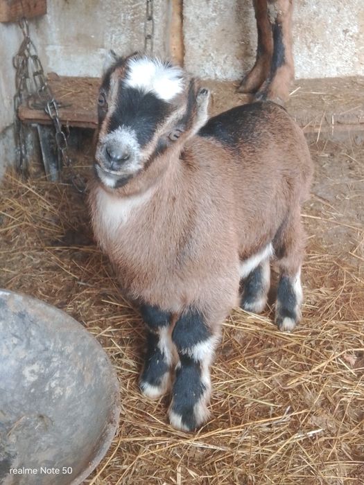 Козлик % АН  шукає нову домівку