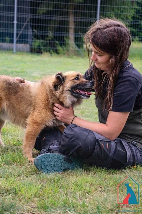 Śliczny Bierek do adopcji - 4 lata, 14 kg, wesoły i uczuciowy