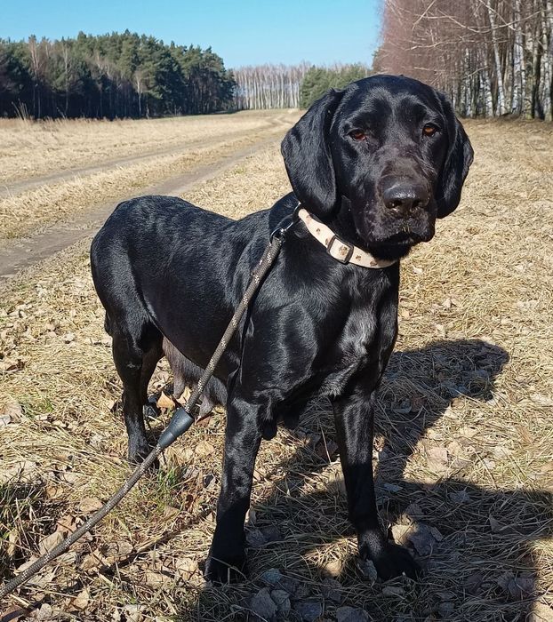 Piękna Savana do adopcji
