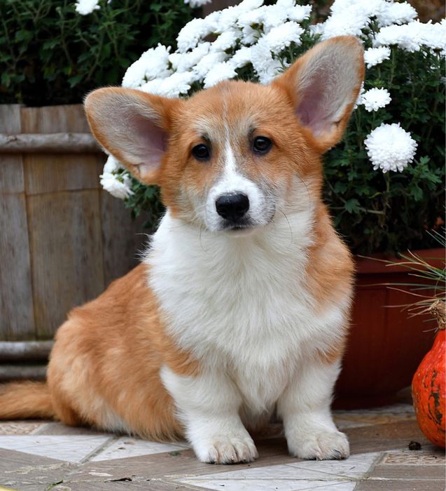 Хлопчик вельш коргі пемброк