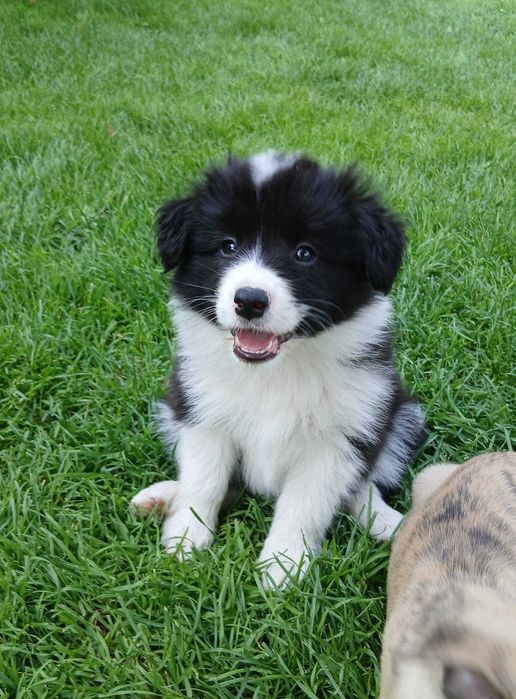 Border collie suczka ZKwP / FCI