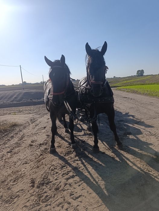 Sprzedam parę koni