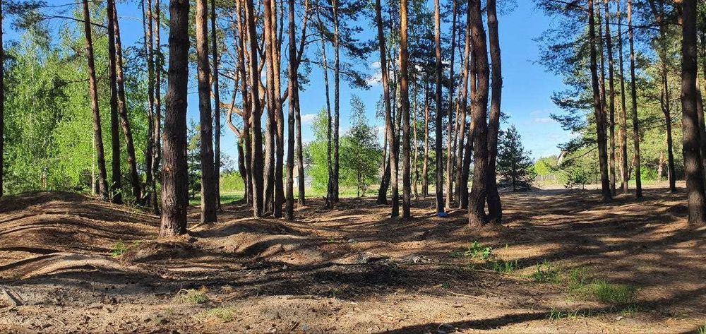 Продам 12 соток з соснами Вища Дубечня