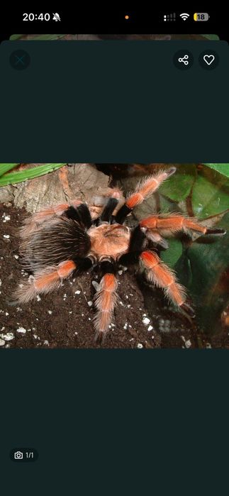 Samiczka 3DC ptasznik pająk