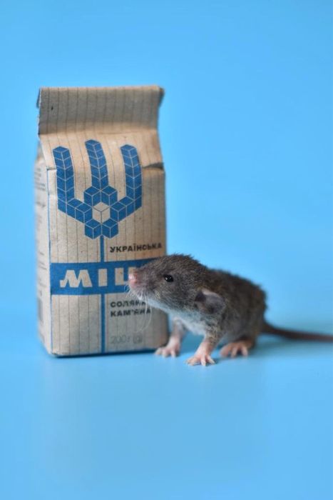 Найгарніші пацючата з розплідника