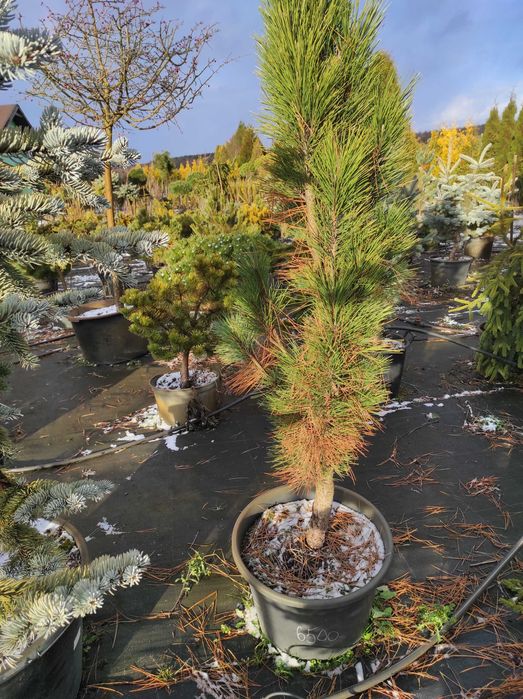 Декоративні сосни