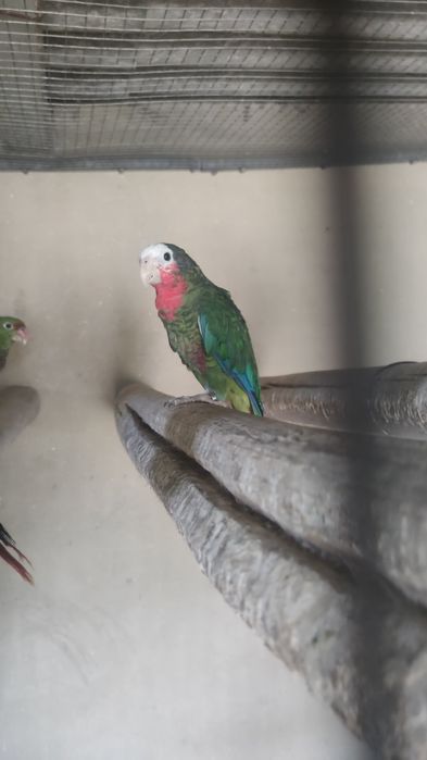 Fêmea de papagaio cubano de 2020 amazonas leucocephala impecável