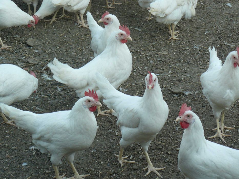 Kury nioski Rosa i Leghorn  .