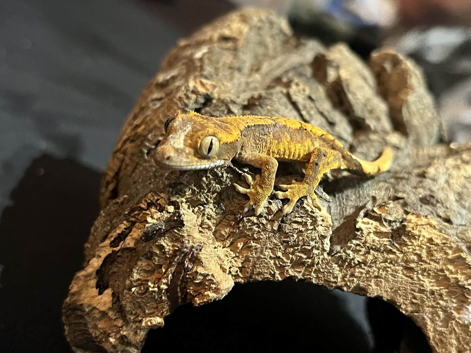 Gekon orzęsiony – 8 młodych z jednego miotu