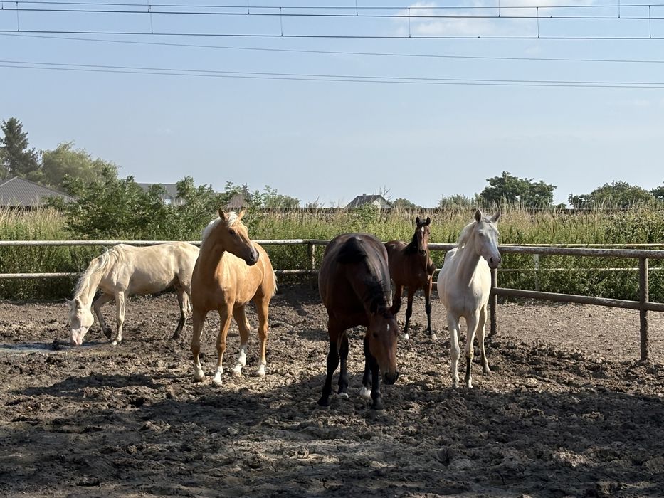 Na sprzedaż konie 2-7 lat