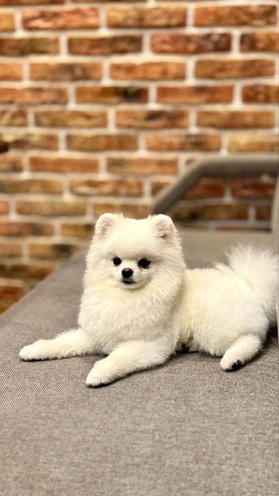 Пропоную на вязку хлопчика породи шпіц !ксу