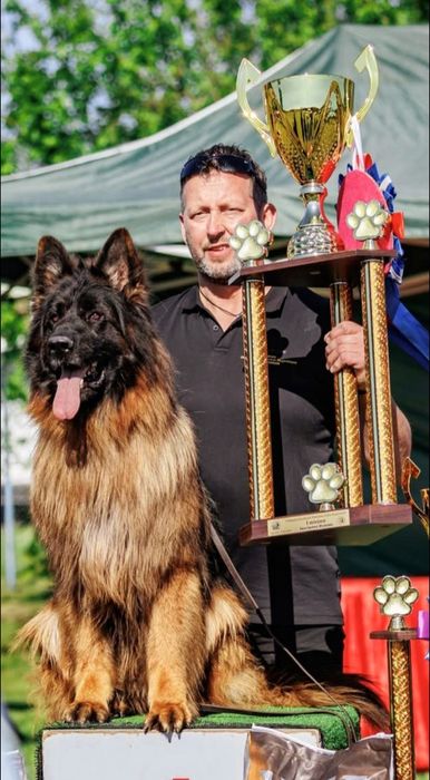 Owczarek niemiecki długowłosy- pies