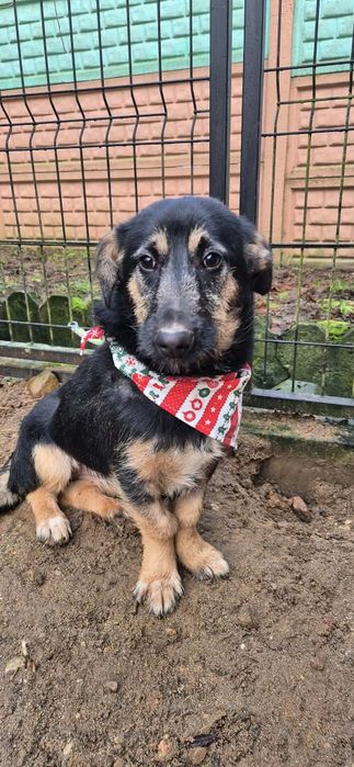 Kochana, młodziutka suczka dla kochających ludzi