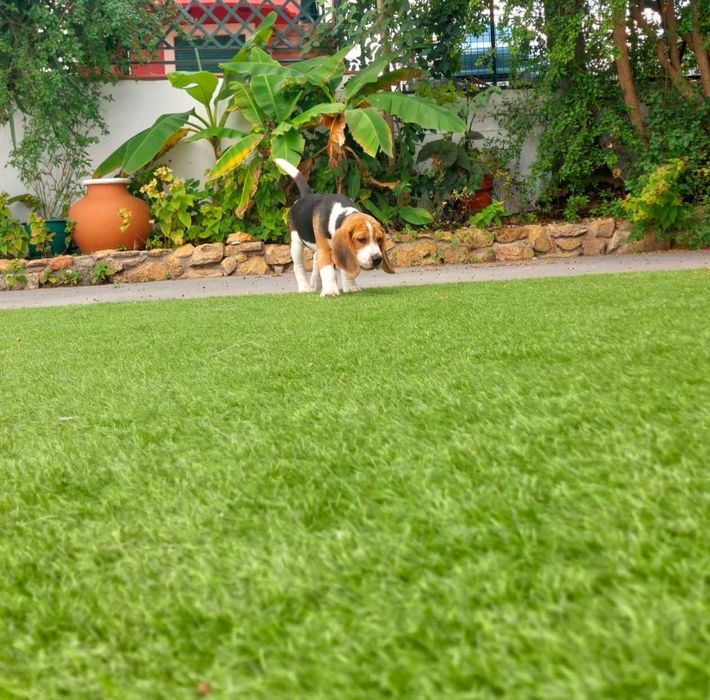 Beagle macho para venda