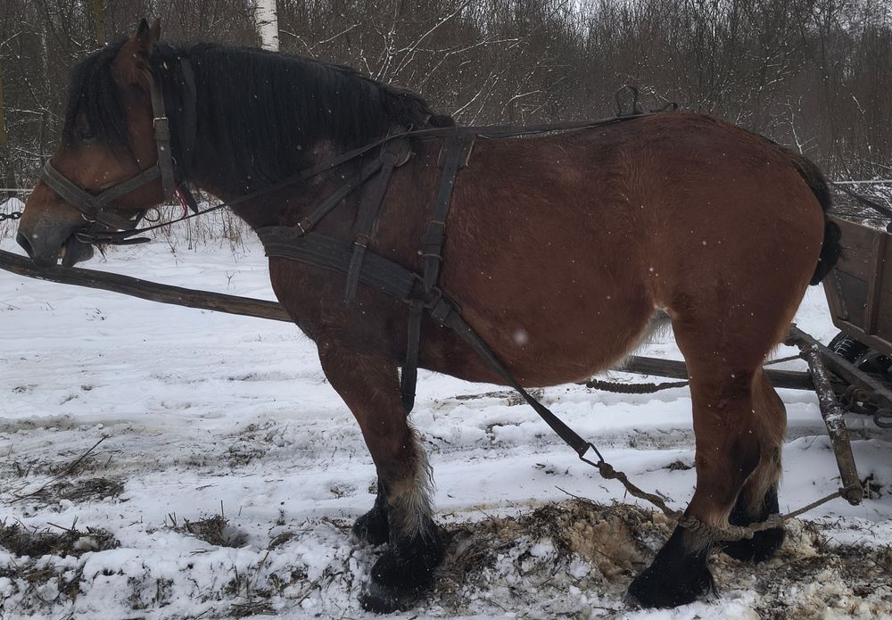 Sprzedam klacz zimnokrwistą