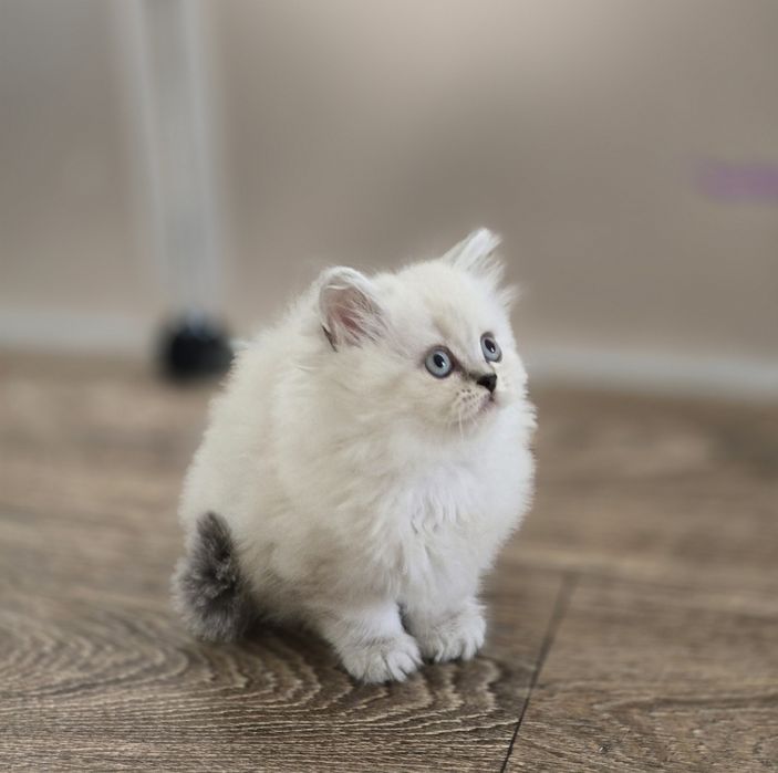 Персидські кошенята.