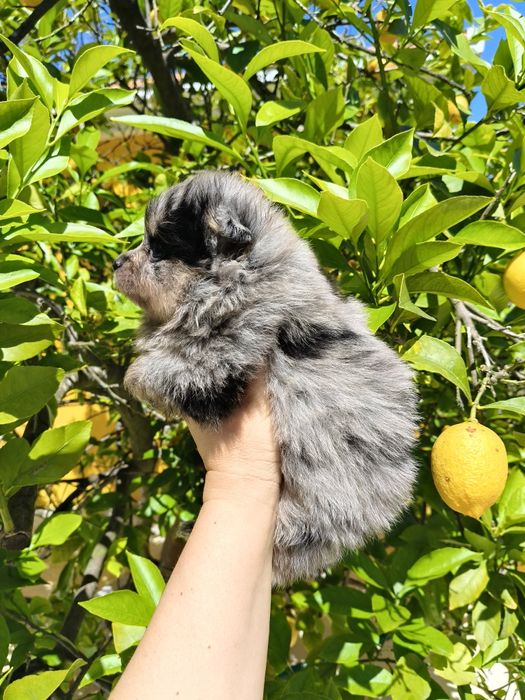 Spitz alemão Merle menina