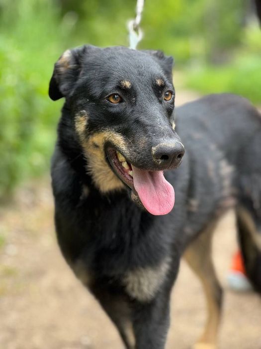 Собачка метис босерона безкоштовно