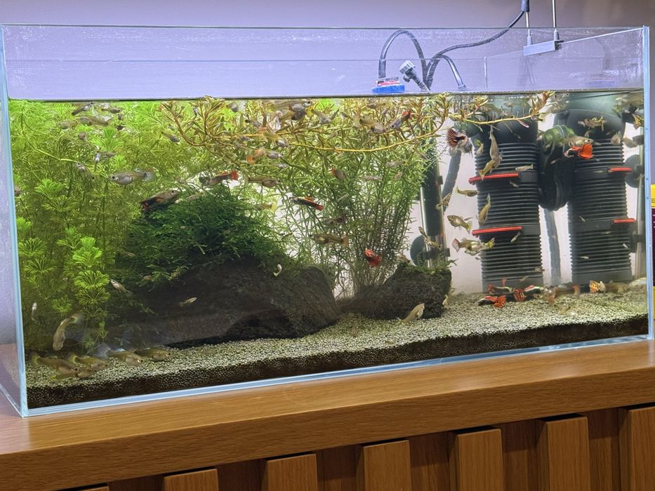 Dou guppies fêmeas zona da Maia