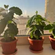 Кофе кофейное дерево   25 см