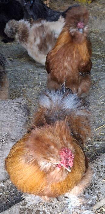 Sprzedam koguty silki