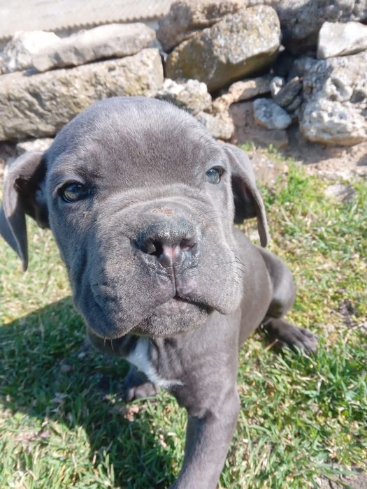 Девочки кане корсо