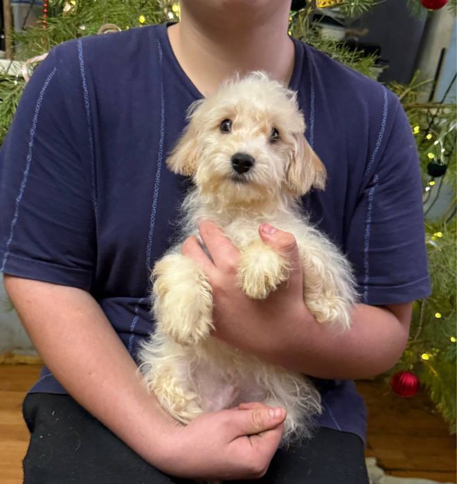 Мальтіпу Ф1 хлопець