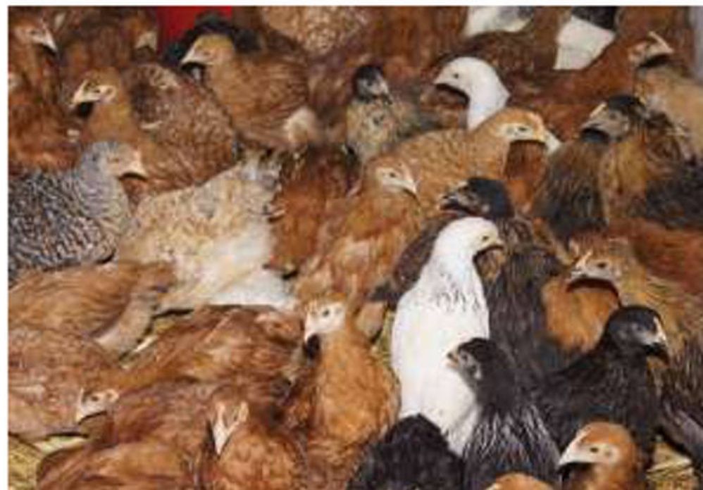 Sprzedam kury nioski odchowane