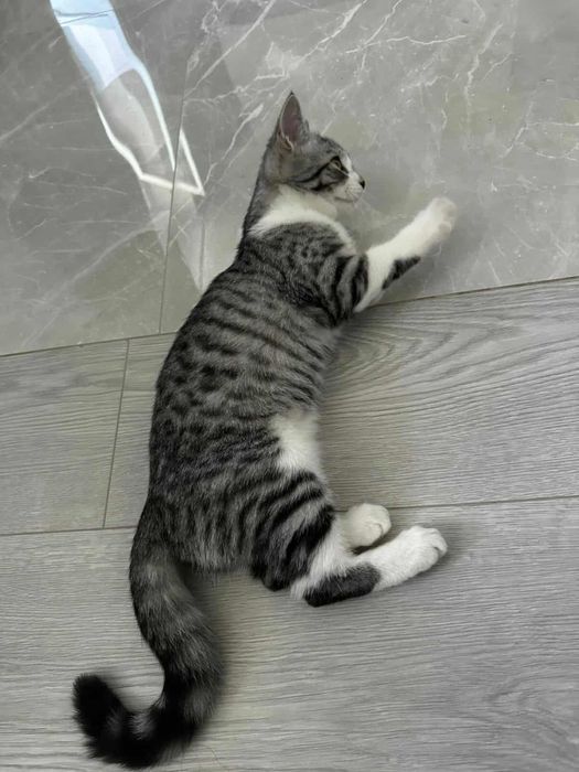 Кошеня дівчинка 4,5 місяці привезена з зони бойвих дій!