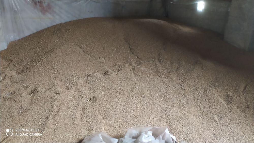 Sprzedam Pszenica Jara i Zimowa