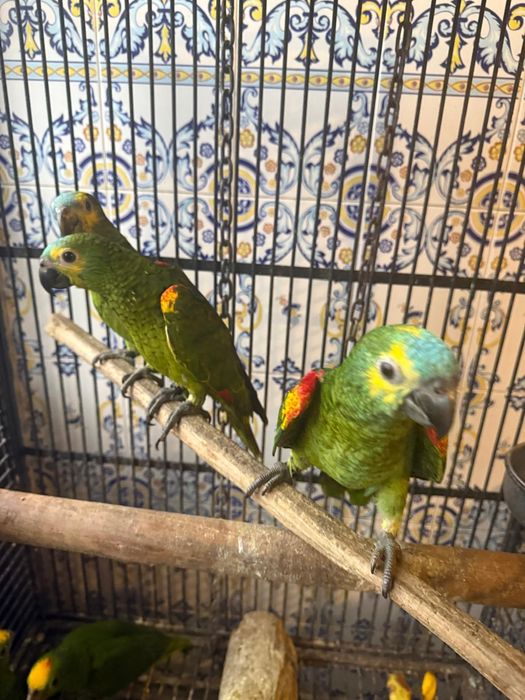 Papagaios Amazonas Aestivas